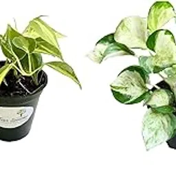 The Four Seasons Combo of Money Plants Manjula Pothos and Philodendron Brasil Natural Live Plants in Pot | Combo of 2-picture-32