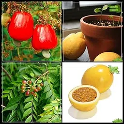 Creative Farmer Garden Seeds Combo Tree Seeds : Cashew Seed, Citrus Seeds, Curry Tree, Passion Fruit - Yellow Fruit For Gardening-image-47