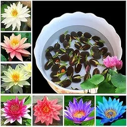 Amazon Brand - All Season Lotus Flower Hybrid Japanese Lotus Flower Seeds | 95% Germination Rate | Dwarf Rainbow | Kamal Gatta Beej | Mix of 12 Colors | Exotic Variety (Pack of 50 Seeds)-picture-27