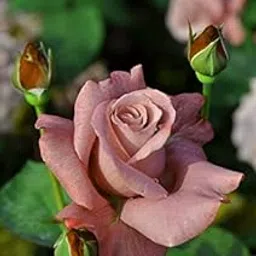 Royal Paradise Garden"Caramel Brown" Rose Flower Plant Home Garden Plant 1 Grafted Rose Live Plant-picture-13