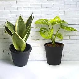 Amulya Farms Combo of Snake & Broken Heart Plant with Free Fertiliser | Combo of Air Purifying Live Indoor Outdoor Snake & Broken Heart Plants for Living Room, Home & Office Decor | with Pots |-picture-19