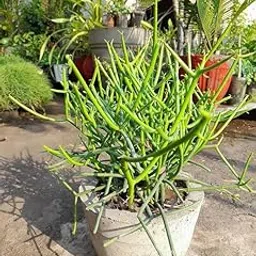 Pencil cactus live plants,/Euphorbia Tirucalli Live Plant (Pack of 1 With pot)-picture-30