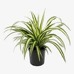 live indoor plant (Spider Plant) Natural Beauty for Indoor & Outdoor Gardens- (Pack Of 1) _D5-picture-22