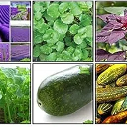 Creative Farmer Garden Seeds Combo Herb Seeds & Vegetable Seeds : Amaranthus(Red), Amaranthus(Green), Ashgourd, Cowpea (Anaswara), Lavender, Water Cress For Gardening-picture-25