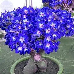 ZENEBULAA – Healthy Live Blue Adenium Hybrid Plant, Indonesian Variety (Pack of 1)-picture-20
