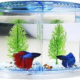 Betta Fish Tank with 2 compartments | Fighter Fish Tank with partition | Suitable only for Small Fishes-image-25