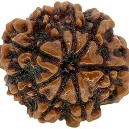 TRINETRA GEMS STONE Round Aath Mukhi Rudraksha For Make Pendant Mala Brown 8 Mukhi Rudraksha IGL Lab Certified Real Eight Face Rudraksha Purest Nepali Beads 8 मुखी रुद्राक्ष For Men Women-picture-12