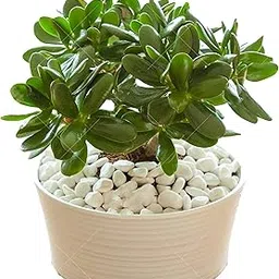 Go4plants Good Luck Crassula Ovata Jade indoor Plant with black plastic pot Decorative Items For Home, Gift, Living Room, Bedroom, Office plant-image-88