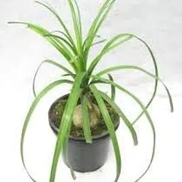 UGANIO PLANT Nolina Live Plant, Beaucarnea Recurvata, Elephant's Foot, Ponytail Palm-picture-15