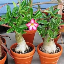 Mphmi Live Plant Nursery NCR Plant Adenium Plant, Desert Rose (Red) - Plant Adenium Desert rose,adenium-picture-12