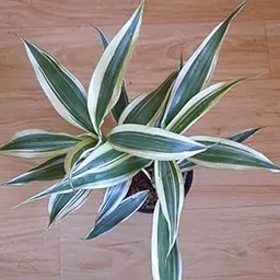 Garden Nature Care Live Lucky Bamboo Plant white variegated for Indoor plants with pot For Office Table Home Decor Good Indoor Plant/Tree With Pot Gifting Purpose Healthy Plant-image-78