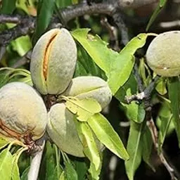 Almond plants hybrid grafted plants || Dry fruit live plant || Pack of 1 live plant-picture-24