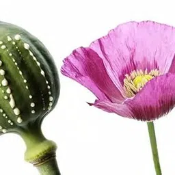 SREE Common Poppy Flower Seeds For Home Garden - Garden Flower Seeds Pack 100 pcs par packet-picture-12