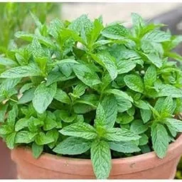 Live Spearmint Plant, Green Foliage, Full Sun, Indoor & Outdoor, Air Purifying, Evergreen-picture-25