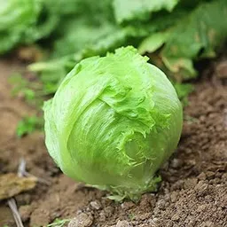 VibeX Organic Lactuca Sativa Iceberg Lettuce Seeds-500 Seeds-picture-57