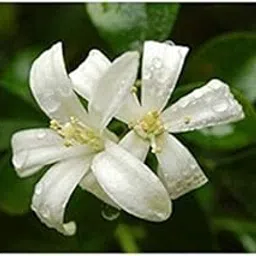 Plants Point-Jasmine Plant-image-0