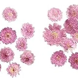 20pcs Pressed Dried Flower Dry Leaves DIY Crafts Bookmark Cards Making 04|Home & Garden | Home Decor| Floral Decor|20 Pieces Dried Flowers-picture-14