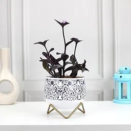 Urban Plant Caramel Mini Metal Planter | Trending Pots | Unique Designer Flower Vase (Blue Pottery)-picture-50