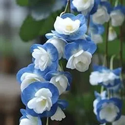 Ritz Farming Weeping begonia flower bulbs | blue with white color flower bulbs | Winter flower bulbs for Home Gardening pack of 4 bulbs-picture-29