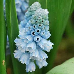 PLANTOGALLERY | Muscari Flower Bulbs/Grape Hyacinth Azurame |Pack of 5 Bulbs Light Blue,PPXBU307-picture-15