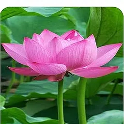 3V PRODUCTS: Indian Lotus Seeds | Kamal Gatta Seeds (Pink Color) for Planting (20 Seeds)-picture-16