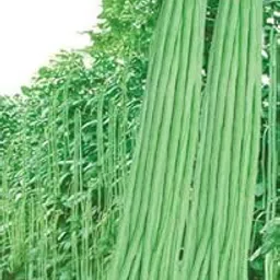 Seedscare Yard Long Beans Super Seeds -2 Packets/Avg20+ Seeds Combo By Seedscare India-picture-19