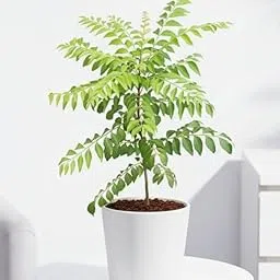 Live Curry Leaf Plant (Murraya Koenigii) - Aromatic, Edible Spice Herb for Cooking | Healthy, Established Starter Plant for Indoor/Outdoor Garden & Kitchen | Fresh, Organic Flavor-picture-28