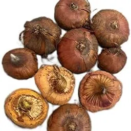 BIOLAND Gladiolus Multicolour Flowering Bulbs (10 Bulbs) | Fresh Flower Bulbs For Indoor Home Decor and Kitchen Garden-image-13