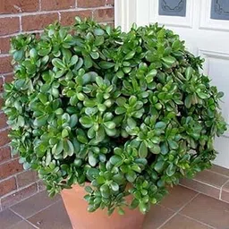 Sujita Enterprise | Green Good Luck Jade Plant/Crassula Ovata Live Plant | Air Purifier Natural Live Plant | Best Plant For Indoor & Outdoor Gardening | (PACK OF=1)-picture-25