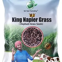 Napier Grass Seeds, King Grass, Elephant Grass Seed for Goat and Cow (100G)-picture-42