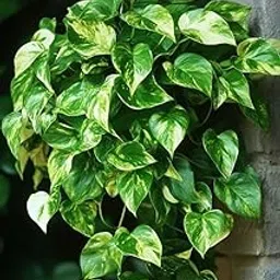 Live Golden Pothos Plant, Variegated Money Plant, Indoor Hanging Plant in Woven Basket Indoor Potted Epipremnum Aureum with Variegated Leaves Indoor Plant without Pot pack of 1-image-68
