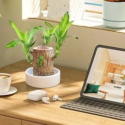 Lucky Brazil Wood Potted Plant | Healthy Indoor Live Lucky Plant | Brazilian Wood Plant for Living Room, Feng Shui Plant-image-0