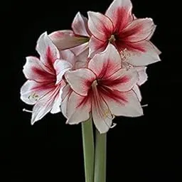 Ritz Farming Imported Veriety Amaryllis lily Mixed Colour flower bulbs colour Exotic Beautiful flower bulbs all season for home gardening (Pack of 2 Flower Bulbs)-image-66
