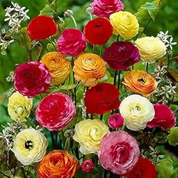 Plantogallery® Flower Bulbs | Ranunculus Bulbs Good Quality Double Flower Bulbs For Home Gardening (Set of 4 Bulbs (Mixed))-picture-19