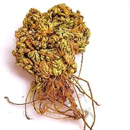Mphmi Nursery Delhi Indoor Plants Sanjeevani, Selaginella - Plant-picture-19