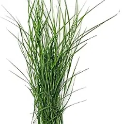 Fresh Durva, 1 pack approx.10 g-picture-19