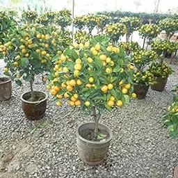 Kamquat Lemon (Grafted) Fruit Live Plant & Tree (1.5-3.5 Ft Hight) For Home Gardening (Pack Of 1) Healthy Kamquat Lemon Plant-image-80