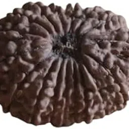 GEMFINITY AAA++ Quality 17 Mukhi Rudraksha Original Certified Nepali Holy Brown Bead 17 Face Ruthratcham Satrah Mukhi Rudraksha Seventeen Mukhi Rudraksh for Jaapa 17 मुखी रुद्राक्ष ओरिजिनल सर्टिफाइड-picture-30