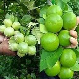Puspita Nursery Kolkata Pati Lemon Tree – The Juicy, Flavorful Nimbu for Tangy, Abundant Harvests-picture-23