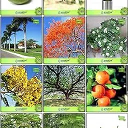 Creative Farmer For Garden Combo Fruit & Fruit : Orange, Papaya, Kilo Pera, Areca Palm, Oreodoxa Regia (Bottle Palm), Bamboo, Delonix Regia, Murrayya Exotica, Copperpod, Albizia Saman, Lemon Guava, Pomagranate For Gardening-image-72