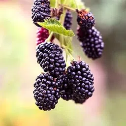Live Blackberry Fruit Plant Rear Exotic "Roots Cutting" Variety Healthy Live Plants All Indian Weather Suitable Pack of 1-picture-22