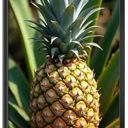 Home Decor Frames - Pineapple Fruit Modern Picture Frame Paintings for Restaurants, Hotel, Café, Dining, Living Room Decoration (12inchx18inch,Framing with Leminated Poster),FRMNGFRUTS37C-image-1