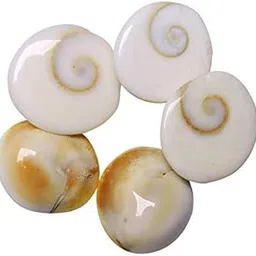 100% Natural Gomti Chakra (5 Pieces, 2 cm) |Perfect for Puja, Home & Office Use | Best for Wealth, Career Growth & Spiritual Protection | Used in Puja, Rituals & Vastu Remedies | Big Gomati-image-41