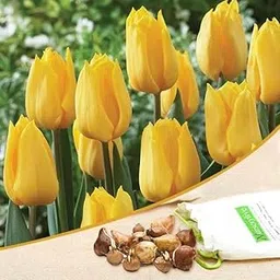 Mphmi Seedless Plant Flower Bulbs Plants Tulip Kikomachi (Yellow) - Bulbs (set of 5)-image-82