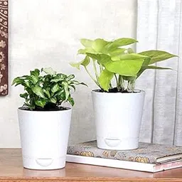 FlowerAura Syngonium And Money Air Purifying Live Indoor Plants In Marble Tapper Self Watering Vase Pot For Living Room, Table Corner, Balcony, Office/Home Decoration (Same Day Delivery)-picture-11