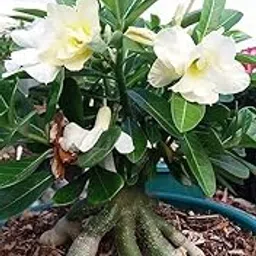 SVM SHOP Lovely Adenium Desert Rose "White" Flower Live Plant Original Variety_Exotic Bonsai Look with Minimal Care_Hight 1.5-2 feet-image-25