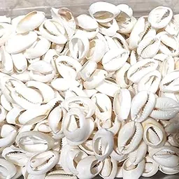 OMX 200 Pc, Loose Packed Natural Lakshmi Kowri, Natural Cowry Shells, Sea Shell Beads-picture-12