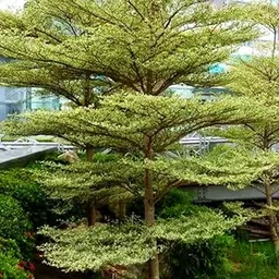 White terminalia mantaly tree plant (Pack of 1 Healthy live plant)-picture-29