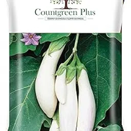 Long Brinjal White Seeds - Pack of 100 | Premium Safed Baigan Seeds for Abundant Harvests of Crisp, Flavorful White Eggplants and Easy Cultivation-picture-50