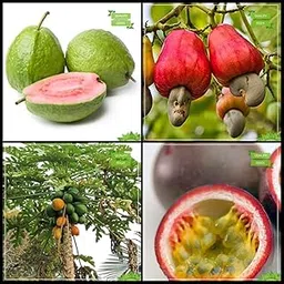 Creative Farmer Gardening Seeds Combo Fruit : Psidium Guava, Cashew, Papaya, Passion Fruit - Violet Fruit For Gardening-picture-17